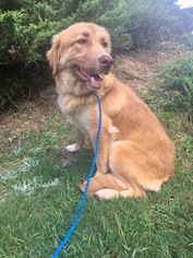 Australian Retriever Dogs for adoption in Fayetteville, GA, USA