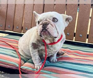Bulldog Dogs for adoption in Orange, CA, USA