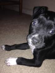 Medium Photo #1 American Staffordshire Terrier Puppy For Sale in Dallas, TX, USA