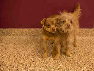 Chiweenie Dogs for adoption in Frisco, CO, USA