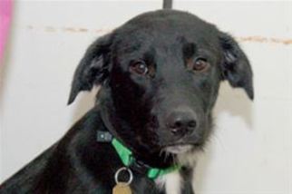 Medium Photo #1 Labrador Retriever-Unknown Mix Puppy For Sale in Mountain Home, AR, USA