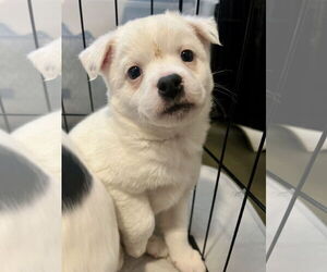 Mutt Dogs for adoption in Bellevue, WA, USA