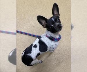 Chihuahua Dogs for adoption in Derwood, MD, USA