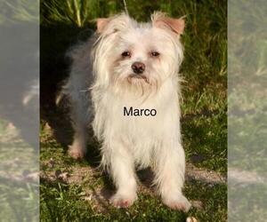 Mal-Shi Dogs for adoption in Palo Alto, CA, USA
