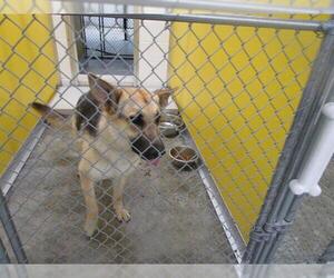 German Shepherd Dog Dogs for adoption in Temple, TX, USA
