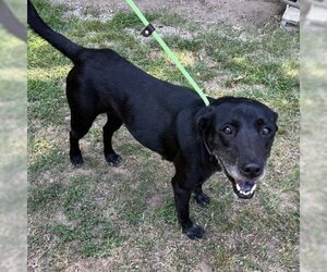 Retriever -Unknown Mix Dogs for adoption in Denison, TX, USA