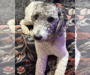 Poodle (Miniature) Dogs for adoption in Valrico, FL, USA