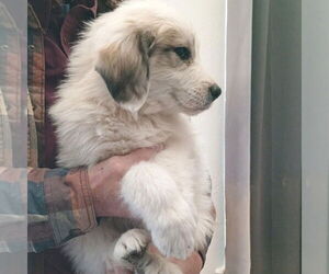 Great Pyrenees Dogs for adoption in Vail, AZ, USA