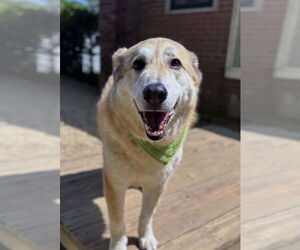 Mutt Dogs for adoption in Matawan, NJ, USA