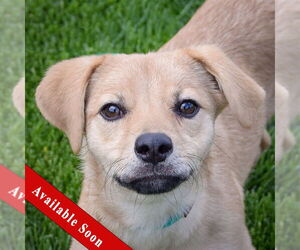 Basenji-Unknown Mix Dogs for adoption in Huntley, IL, USA