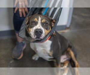 Mutt Dogs for adoption in Mountain Home, AR, USA