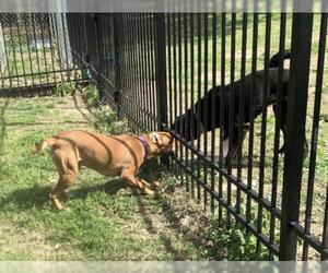 Boxweiler Dogs for adoption in Morton Grove, IL, USA