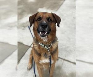 German Shepherd Dog-Unknown Mix Dogs for adoption in Center Township, PA, USA