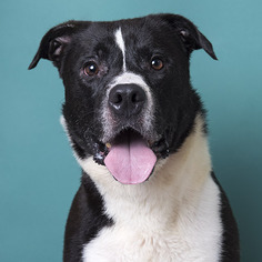 Small American Bulldog-Border Collie Mix