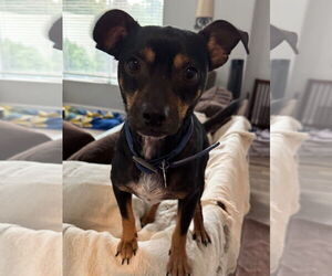 Medium Photo #6 Chipin Puppy For Sale in Newport Beach, CA, USA