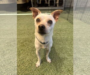 Chihuahua-Unknown Mix Dogs for adoption in Tempe , AZ, USA