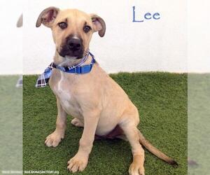 Mastador Dogs for adoption in San Diego, CA, USA