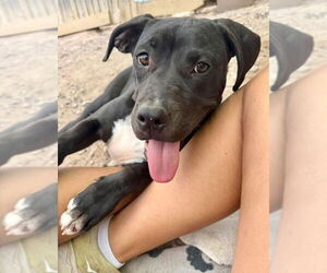 Labrador Retriever-Unknown Mix Dogs for adoption in Williamsburg, NM, USA