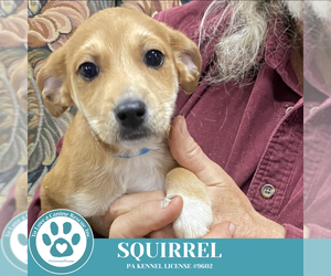 Mutt Dogs for adoption in Kimberton, PA, USA