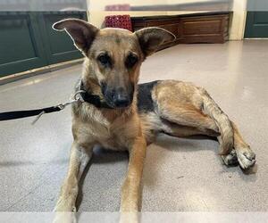 German Shepherd Dog Dogs for adoption in Pasadena, CA, USA