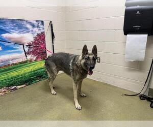 German Shepherd Dog-Unknown Mix Dogs for adoption in Moreno Valley, CA, USA