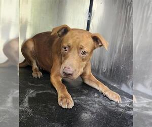 American Staffordshire Terrier-Unknown Mix Dogs for adoption in San Antonio, TX, USA