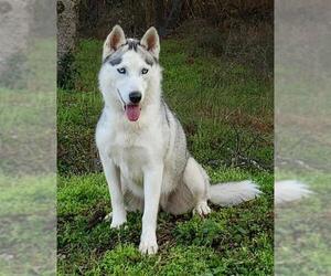 Siberian Husky Dogs for adoption in Wetumpka, AL, USA
