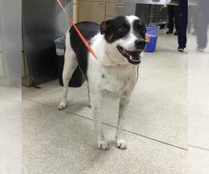 Australian Cattle Dog Dogs for adoption in Riverside, CA, USA