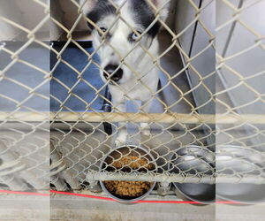 Siberian Husky Dogs for adoption in Maryville, TN, USA
