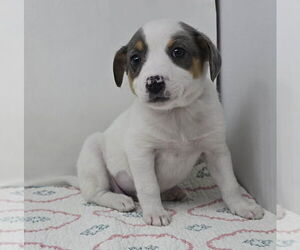 Australian Shepherd-Unknown Mix Dogs for adoption in Brewster, NY, USA