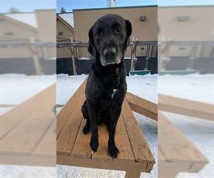 German Shorthaired Lab Dogs for adoption in Frisco, CO, USA
