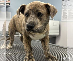 Pembroke Welsh Corgi-Unknown Mix Dogs for adoption in Washington, DC, USA