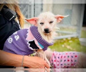 Chihuahua-Unknown Mix Dogs for adoption in Orlando, FL, USA