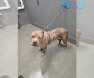 Mutt Dogs for adoption in Las Vegas, NV, USA