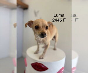Chihuahua-Unknown Mix Dogs for adoption in Studio City, CA, USA