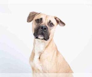 American Bandogge mastiff Dogs for adoption in Atlanta, GA, USA