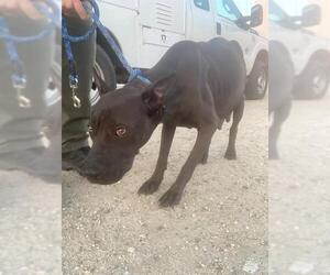 American Pit Bull Terrier Dogs for adoption in Bakersfield, CA, USA