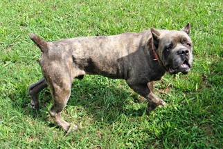 Neapolitan Mastiff Dogs for adoption in Norwood, GA, USA