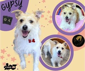 Jack Russell Terrier-Unknown Mix Dogs for adoption in Lindsay, CA, USA