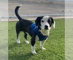 Mutt Dogs for adoption in Lathrop, CA, USA