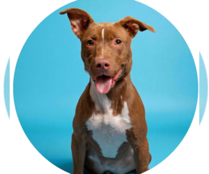 Labrador Retriever-Unknown Mix Dogs for adoption in Rowlett, TX, USA