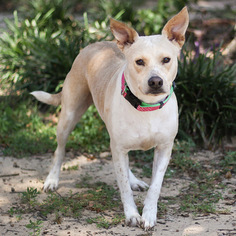 Beagle-Carolina Dog Mix Dogs for adoption in Pensacola, FL, USA