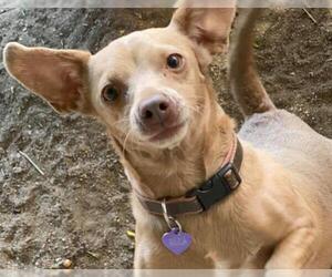 Chiweenie Dogs for adoption in Los Banos, CA, USA