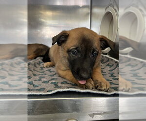 German Shepherd Dog-Unknown Mix Dogs for adoption in San Andreas, CA, USA