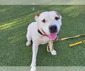 American Pit Bull Terrier-Unknown Mix Dogs for adoption in Las Vegas, NV, USA