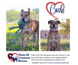 Labrador Retriever-Mountain Cur Mix Dogs for adoption in Lillian, TX, USA