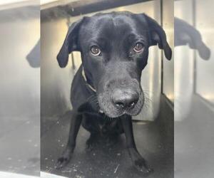Labrador Retriever-Unknown Mix Dogs for adoption in San Antonio, TX, USA