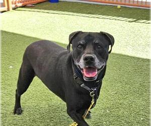 American Pit Bull Terrier-Unknown Mix Dogs for adoption in Las Vegas, NV, USA