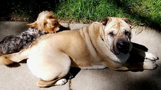 Chinese Shar-Pei Dogs for adoption in Westmont, IL, USA