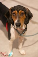 Medium Photo #1 Treeing Walker Coonhound Puppy For Sale in Roanoke, VA, USA